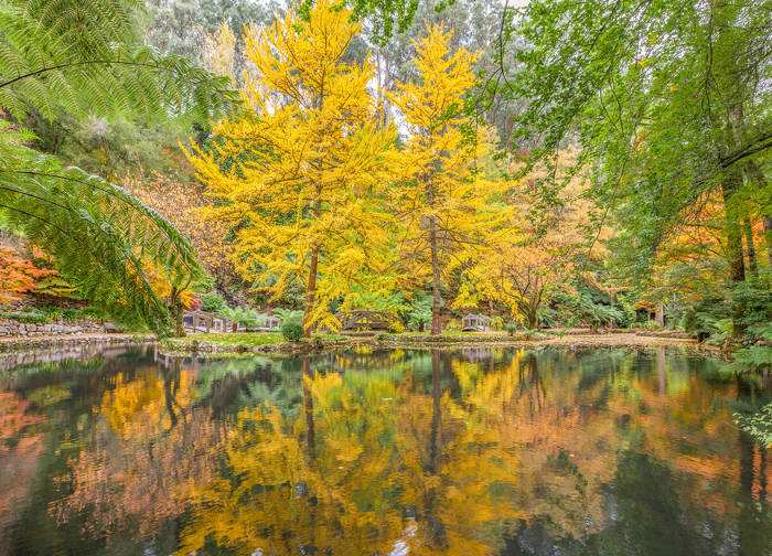 Image result for Dandenong Ranges autumn