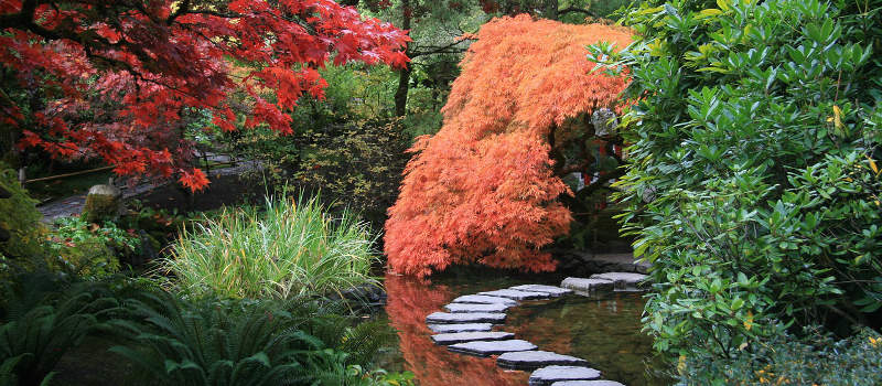 Japanese garden in autumn